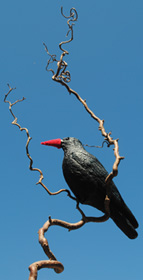 The crow who thinks he's a chough