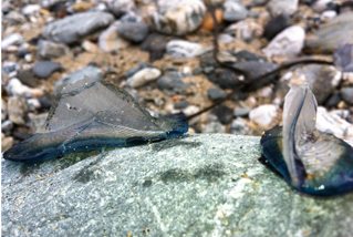 Velella